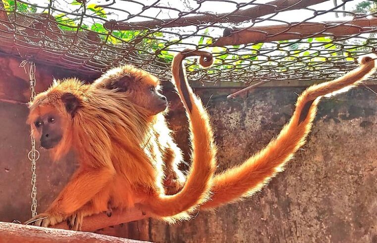 BUGIOS FÊMEAS RESGATADAS E RECUPERADAS PELO ZOO DE GUAÍRA VÃO PARA SANTUÁRIO EM ASSIS