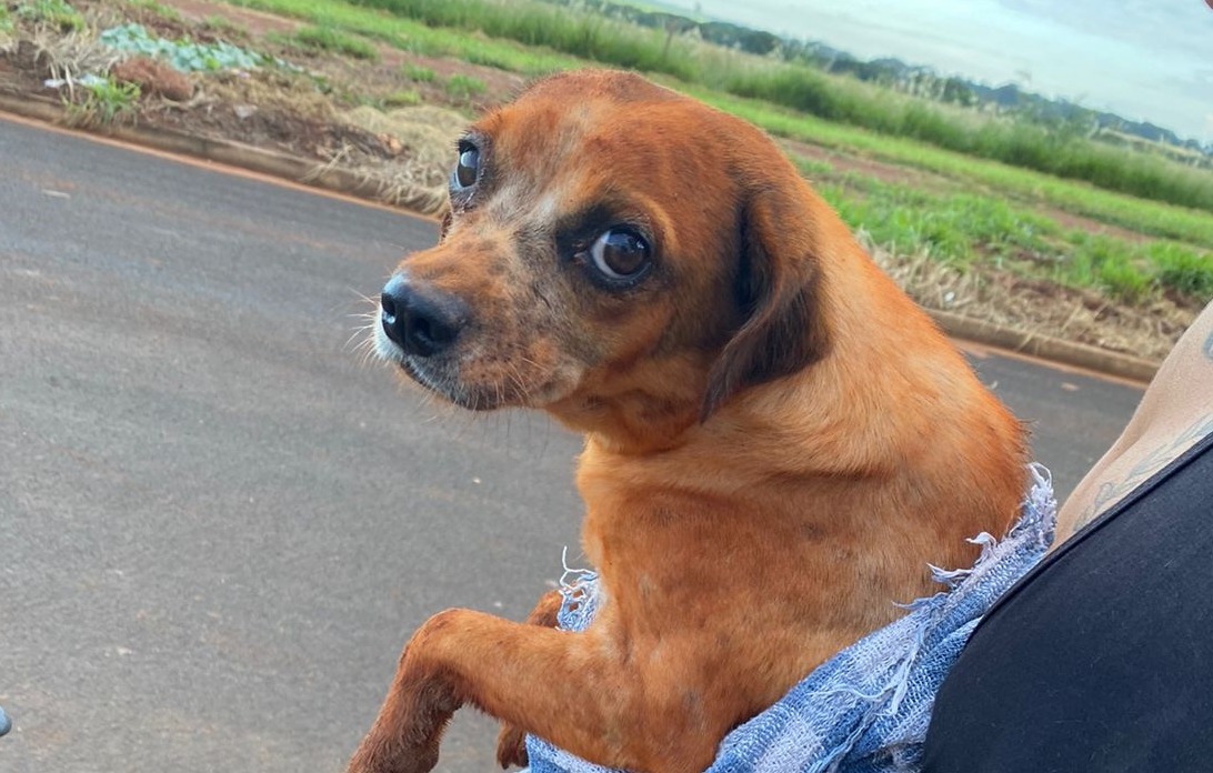 MULHER É PRESA POR ENTERRAR CACHORRO DE VIZINHA VIVO