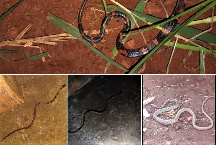 COBRAS VENENOSAS INVADEM BAIRRO EM IPUÃ