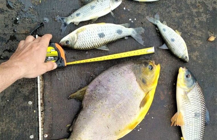 PESCADORES SÃO AUTUADOS EM COLÔMBIA, POR CAPTURA DE PEIXES FORA DE MEDIDA