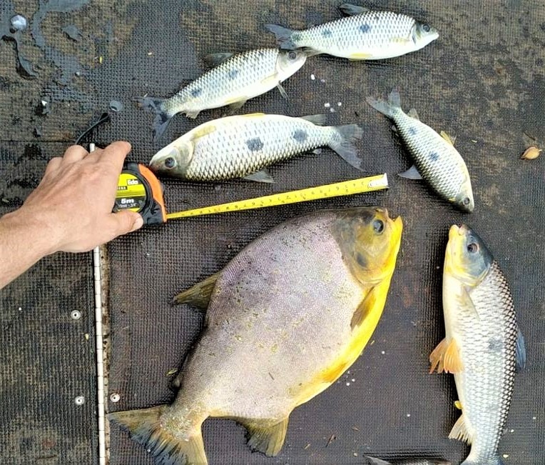 PESCADORES SÃO AUTUADOS EM COLÔMBIA, POR CAPTURA DE PEIXES FORA DE MEDIDA