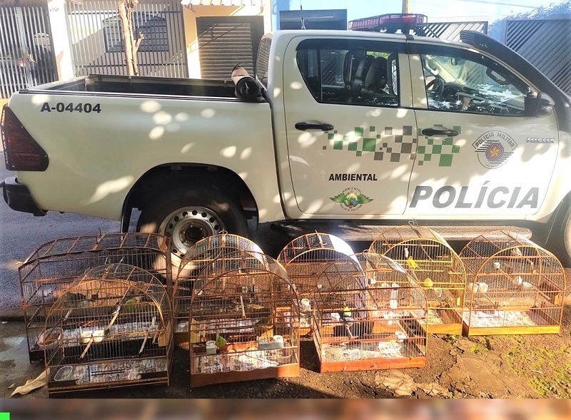 REGIÃO: POLÍCIA AMBIENTAL AUTUA CRIADOR POR MANTER AVES SILVESTRES EM CATIVEIRO