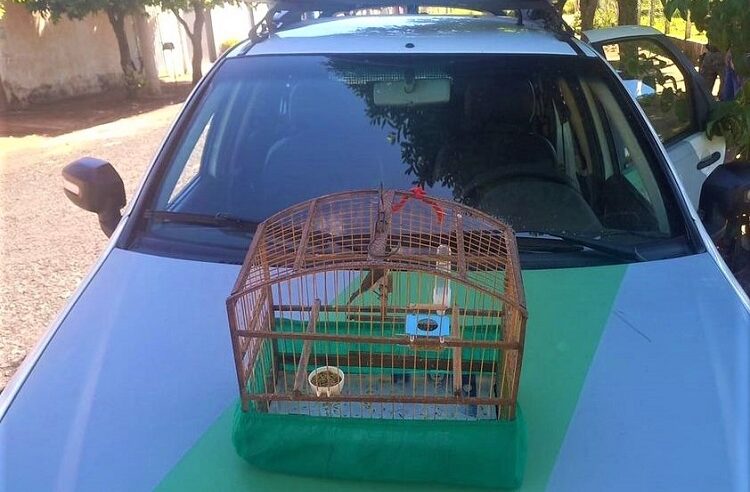 HOMEM É AUTUADO PELA POLÍCIA AMBIENTAL EM GUARÁ