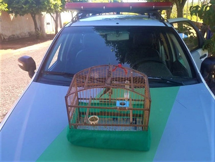 HOMEM É AUTUADO PELA POLÍCIA AMBIENTAL EM GUARÁ