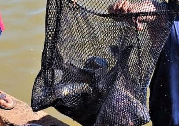 PEIXES SÃO SOLTOS NO LAGO MARACÁ, EM GUAÍRA, PARA TORNEIO DE PESCA