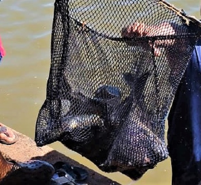 PEIXES SÃO SOLTOS NO LAGO MARACÁ, EM GUAÍRA, PARA TORNEIO DE PESCA