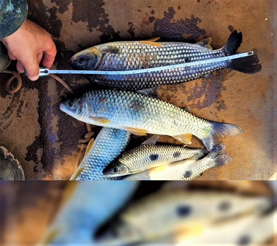 POLÍCIA AMBIENTAL AUTUA PESCADORES NO RIO GRANDE EM COLÔMBIA, GUAÍRA E MIGUELÓPOLIS