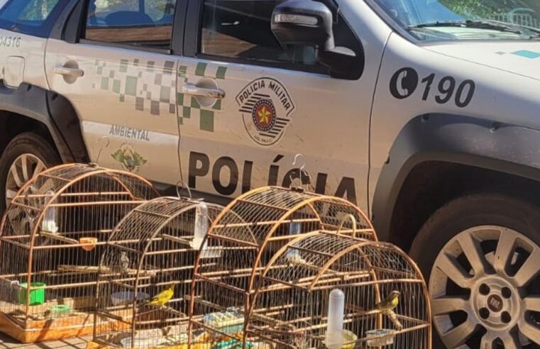 OPERAÇÃO CURUMIM DA POLÍCIA AMBIENTAL RESULTA EM QUASE R$ 100 MIL EM MULTAS E QUASE 200 AVES APREENDIDAS NA REGIÃO