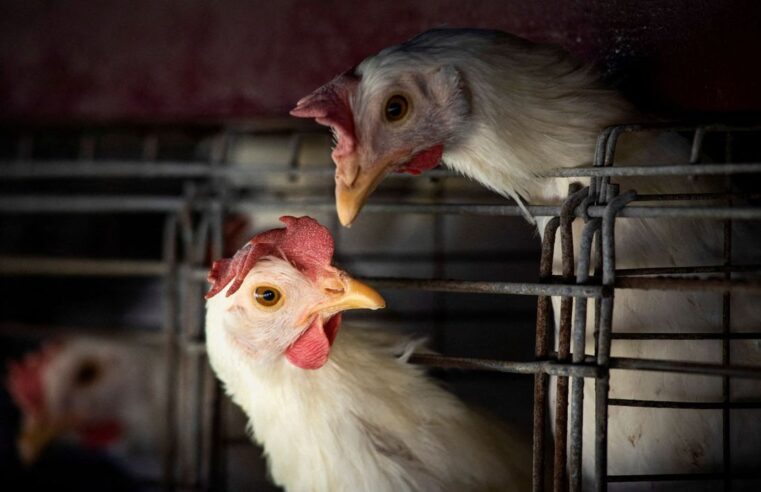 GRIPE AVIÁRIA LEVA BRASIL A DECRETAR EMERGÊNCIA ZOOSSANITÁRIA. FEIRAS E EXPOSIÇÕES COM AVES ESTÃO PROIBIDAS NO PAÍS