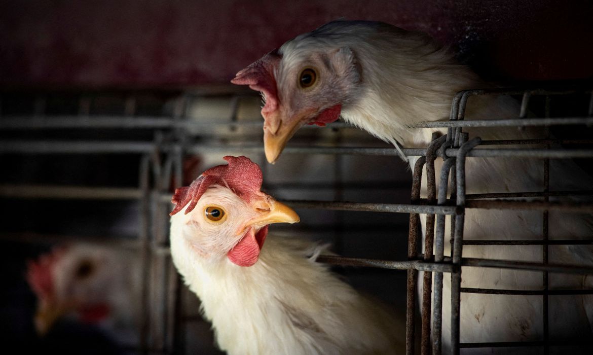 GRIPE AVIÁRIA LEVA BRASIL A DECRETAR EMERGÊNCIA ZOOSSANITÁRIA. FEIRAS E EXPOSIÇÕES COM AVES ESTÃO PROIBIDAS NO PAÍS