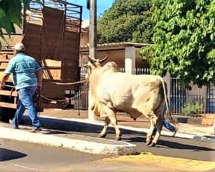 VÍDEO; BOI PARTE PARA CIMA DE POPULARES EM DESFILE NO ANIVERSÁRIO DE IGARAPAVA. DEZ PESSOAS FICARAM FERIDAS