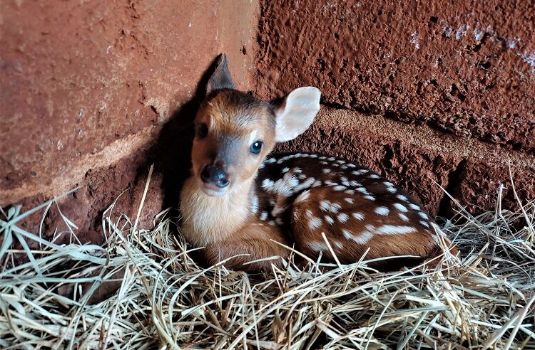 MAIS UM FILHOTE DE VEADO CATINGUEIRO NASCE NO ZOO DE GUAÍRA