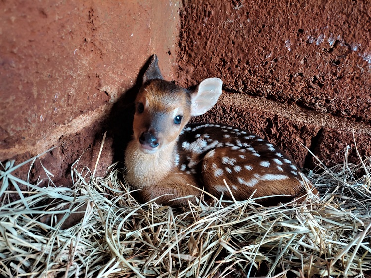 MAIS UM FILHOTE DE VEADO CATINGUEIRO NASCE NO ZOO DE GUAÍRA