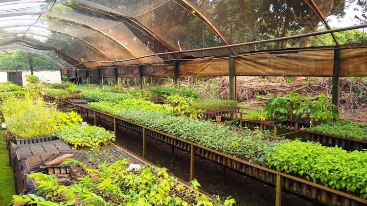 PREFEITURA DE GUAÍRA ABRE LICITAÇÃO PARA COMPRAR PLANTAS ORNAMENTAIS. VIVEIRO MUNICIPAL NÃO PRODUZ MUDAS PRETENDIDAS