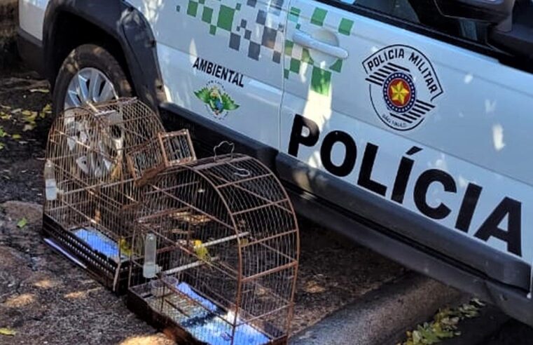 POLÍCIA AMBIENTAL APREENDE AVES SILVESTRES EM BARRETOS