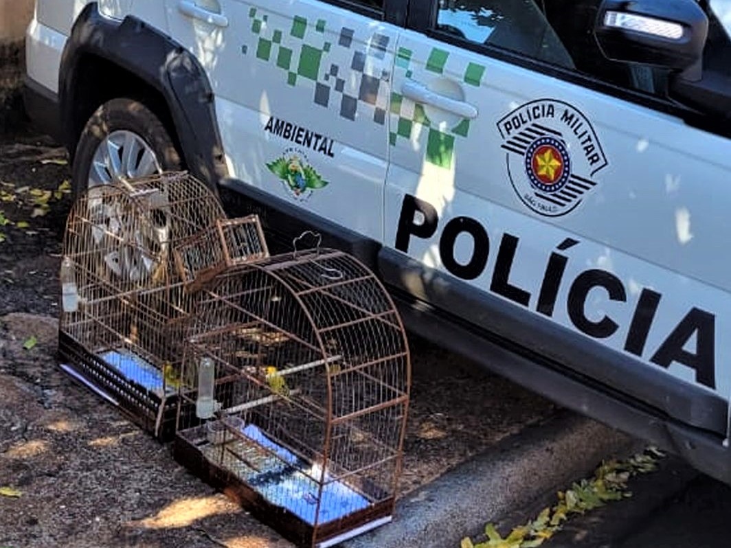 POLÍCIA AMBIENTAL APREENDE AVES SILVESTRES EM BARRETOS