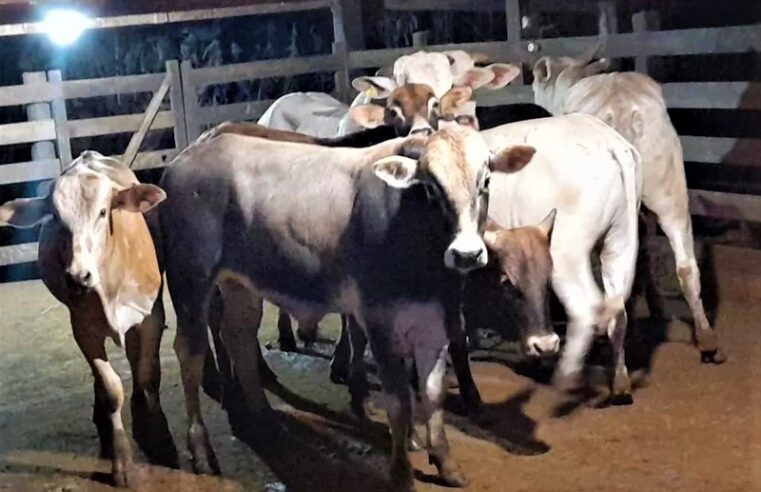 REGIÃO: DONO DE BOIS DE RODEIO FURTADOS ENCONTRA ANIMAIS EM FAZENDA DE AÇOUGUEIRO EM BURITIZAL, SP