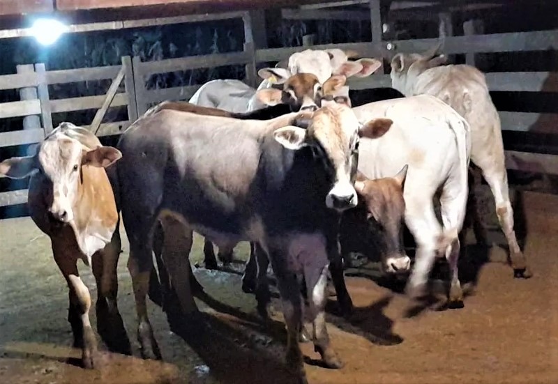 REGIÃO: DONO DE BOIS DE RODEIO FURTADOS ENCONTRA ANIMAIS EM FAZENDA DE AÇOUGUEIRO EM BURITIZAL, SP