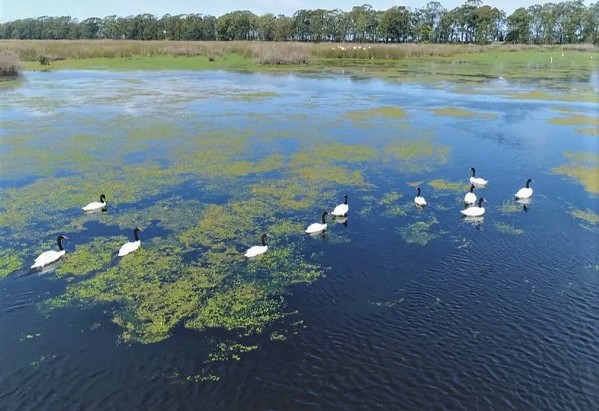 UBATUBA REGISTRA PRIMEIRO FOCO DE GRIPE AVIÁRIA EM AVES SILVESTRES DE SÃO PAULO