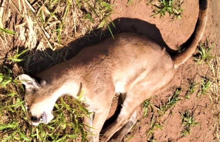 FILHOTE DE ONÇA É VÍTIMA DE ATROPELAMENTO NA RODOVIA BRIGADEIRO FARIA LIMA, EM BARRETOS