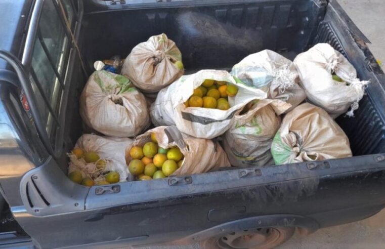 REGIÃO: HOMENS SÃO PRESOS EM FLAGRANTE POR FURTO DE LARANJAS EM PROPRIEDADE RURAL