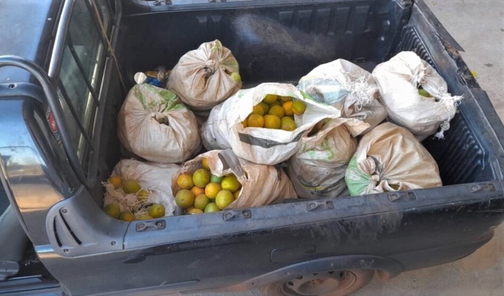 REGIÃO: HOMENS SÃO PRESOS EM FLAGRANTE POR FURTO DE LARANJAS EM PROPRIEDADE RURAL