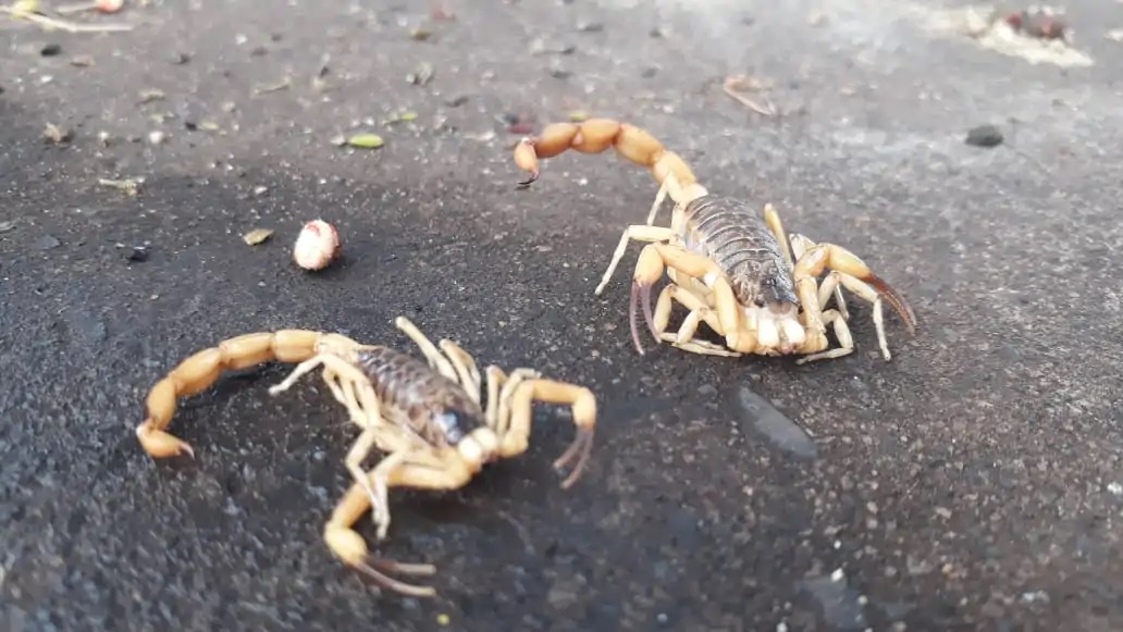 MAIS UMA CRIANÇA MORRE POR PICADA DE ESCORPIÃO EM RIBEIRÃO PRETO