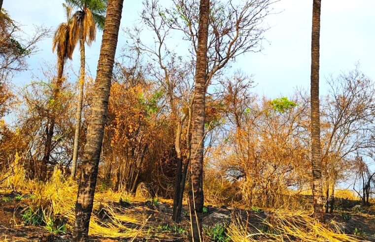 POLÍCIA AMBIENTAL AUTUA PROPRIETÁRIO RURAL SUSPEITO DE NÃO PROTEGER  VEGETAÇÃO NATIVA DURANTE INCÊNDIO EM BARRETOS