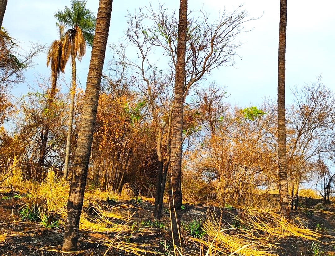 POLÍCIA AMBIENTAL AUTUA PROPRIETÁRIO RURAL SUSPEITO DE NÃO PROTEGER  VEGETAÇÃO NATIVA DURANTE INCÊNDIO EM BARRETOS