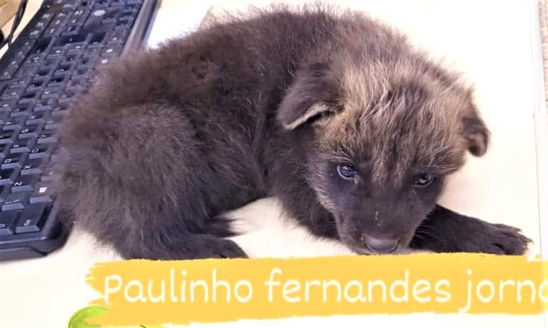 FILHOTE DE LOBO GUARÁ É RESGATADO POR TRABALHADORES EM FAZENDA DE IPUÃ (SP)