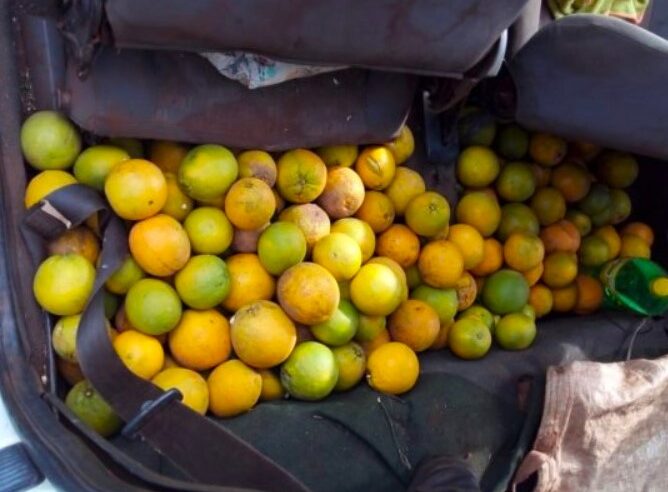 HOMENS SÃO PRESOS, EM FLAGRANTE, ACUSADOS DE FURTO DE LARANJAS EM BARRETOS