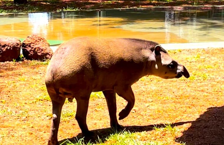 ZOO DE GUAÍRA AGORA TEM UMA ANTA