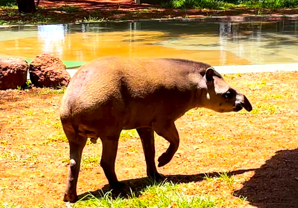 ZOO DE GUAÍRA AGORA TEM UMA ANTA