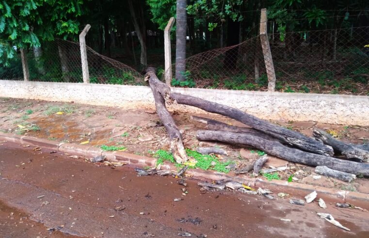 POPULAÇÃO SE ASSUSTA COM QUEDA DE ÁRVORE NO ZOOLÓGICO DE GUAÍRA