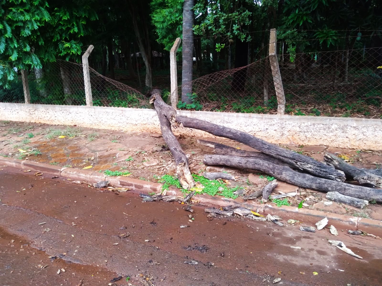 POPULAÇÃO SE ASSUSTA COM QUEDA DE ÁRVORE NO ZOOLÓGICO DE GUAÍRA