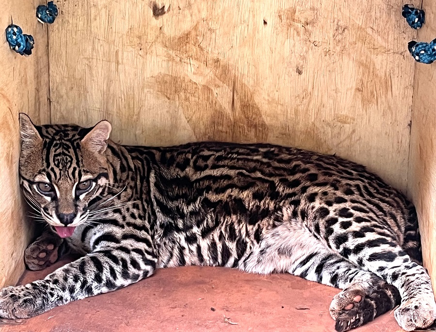 JAGUATIRICA PASSA A INTEGRAR PLANTEL DE ANIMAIS DO ZOO DE GUAÍRA