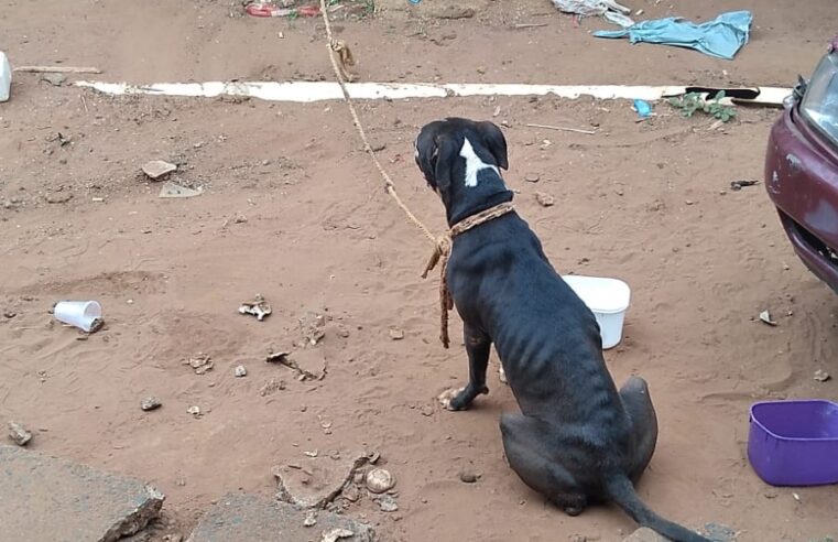 VÍDEO; MAUS TRATOS: POLÍCIA CIVIL DE BARRETOS RESGATA CACHORRA E FILHOTES DEIXADOS SEM ÁGUA E COMIDA. RESPONSÁVEL ESTÁ FORAGIDO