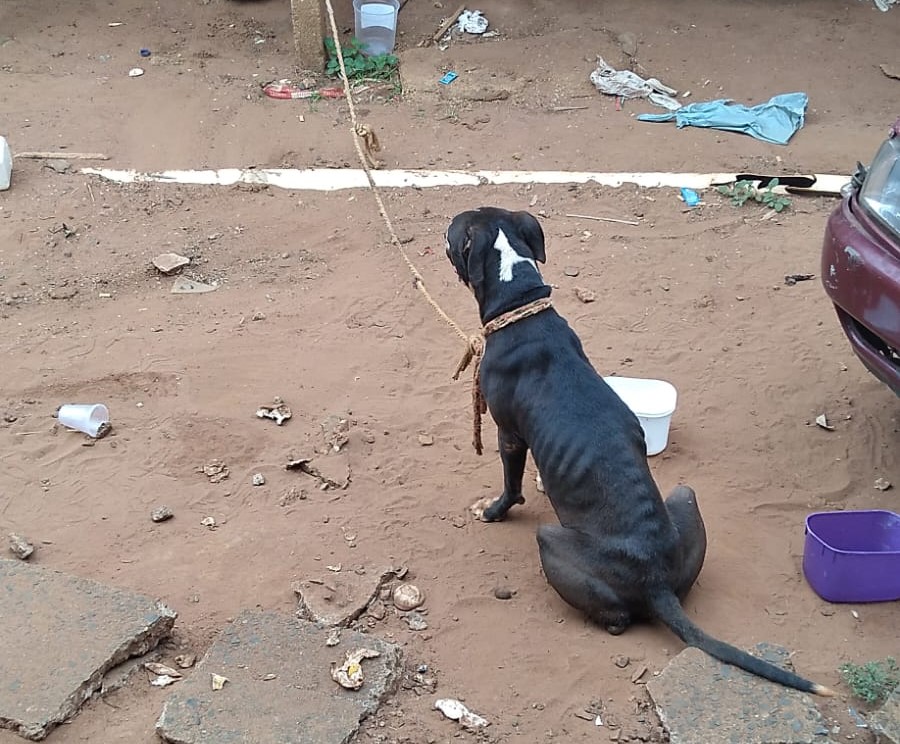 VÍDEO; MAUS TRATOS: POLÍCIA CIVIL DE BARRETOS RESGATA CACHORRA E FILHOTES DEIXADOS SEM ÁGUA E COMIDA. RESPONSÁVEL ESTÁ FORAGIDO