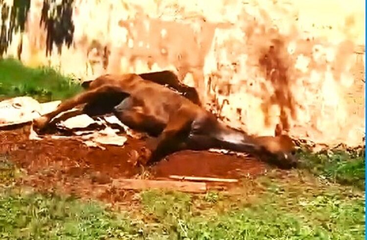 DENUNCIA DE MAUS TRATOS EM IPUÃ. POLÍCIA INVESTIGA CASO DE CAVALO ENCONTRADO AGONIZANDO PRÓXIMO A CORREGO