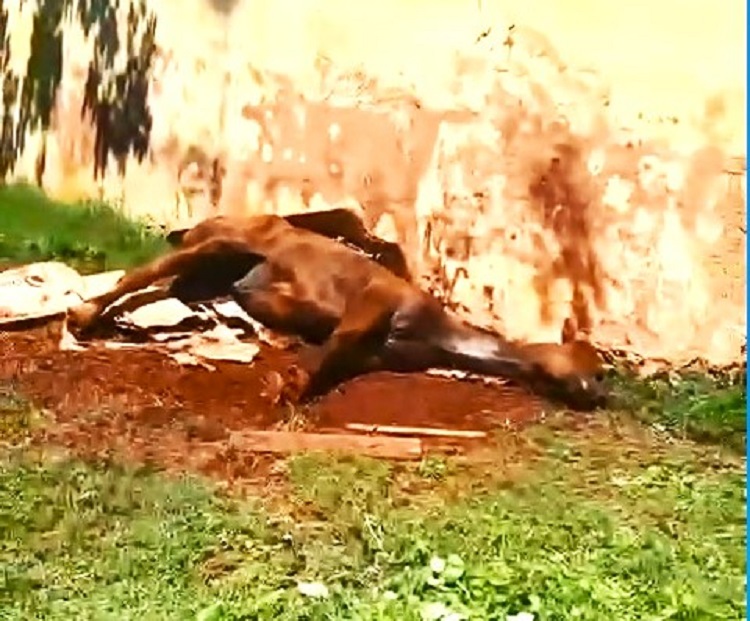 DENUNCIA DE MAUS TRATOS EM IPUÃ. POLÍCIA INVESTIGA CASO DE CAVALO ENCONTRADO AGONIZANDO PRÓXIMO A CORREGO