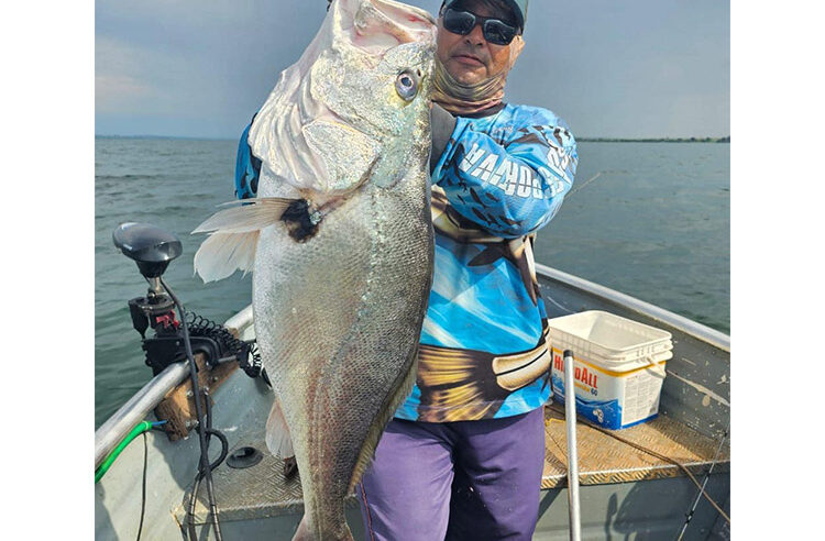 ATÍPICO: PESCADOR FISGA ENORME CORVINA DE ÁGUA DOCE NO RIO GRANDE, EM MIGUELÓPOLIS