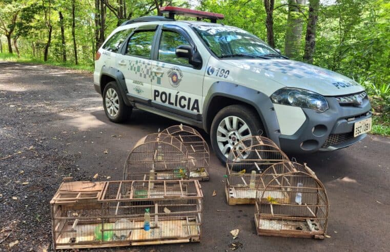 HOMEM É AUTUADO PELA POLÍCIA AMBIENTAL POR MANTER AVES SILVESTRES EM CATIVEIRO EM MIGUELÓPOLIS