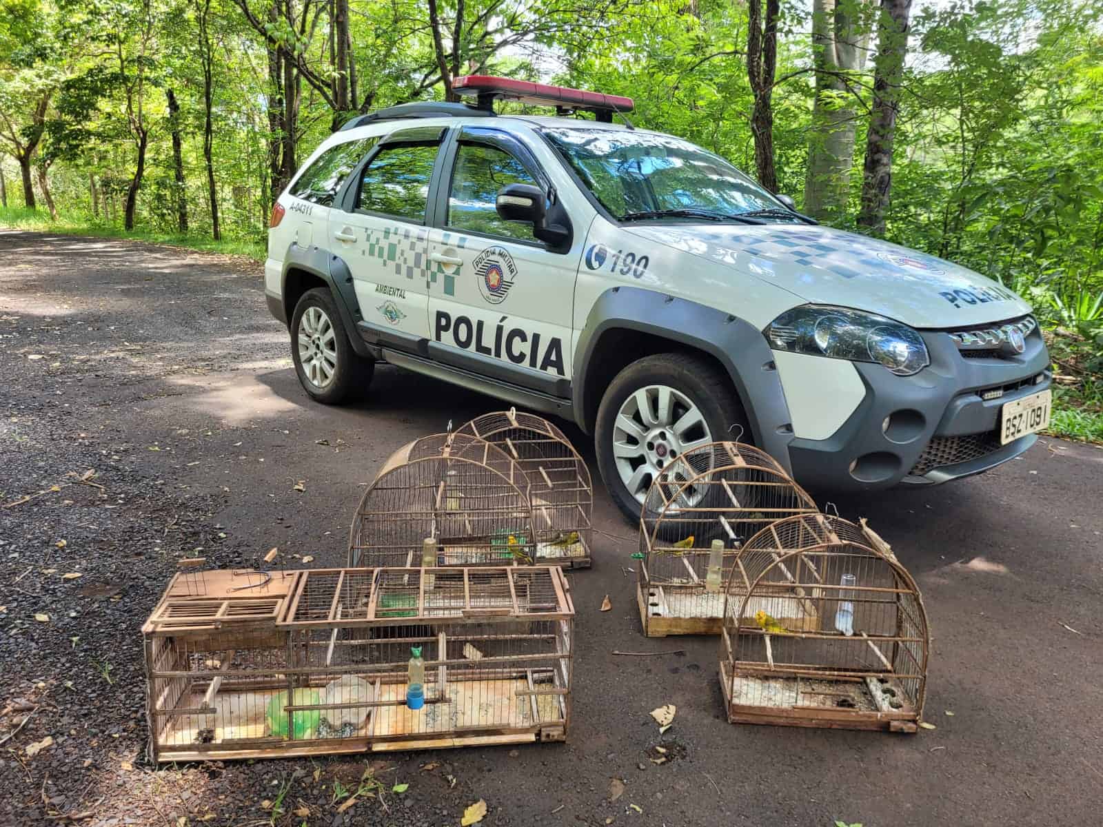 HOMEM É AUTUADO PELA POLÍCIA AMBIENTAL POR MANTER AVES SILVESTRES EM CATIVEIRO EM MIGUELÓPOLIS