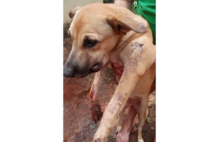 HOMEM É MULTADO PELA POLÍCIA AMBIENTAL POR ATIRAR EM UM CACHORRO EM COLÔMBIA (SP)