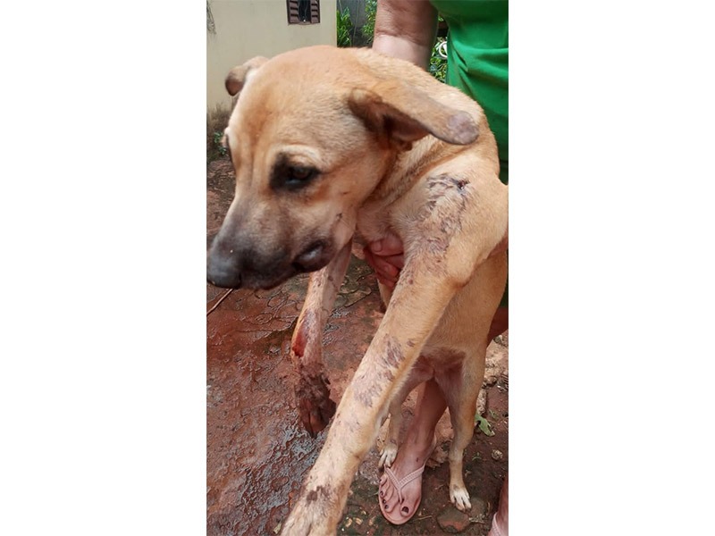 HOMEM É MULTADO PELA POLÍCIA AMBIENTAL POR ATIRAR EM UM CACHORRO EM COLÔMBIA (SP)