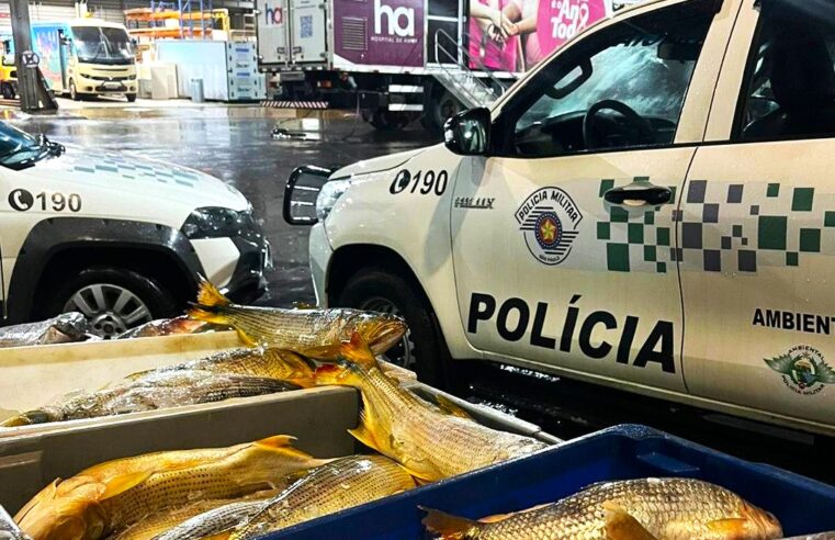 MOTORISTA É AUTUADO, EM BARRETOS, PELA POLÍCIA AMBIENTAL PELO TRANSPORTE CLANDESTINO DE MAIS DE MEIA TONELADA DE PEIXES