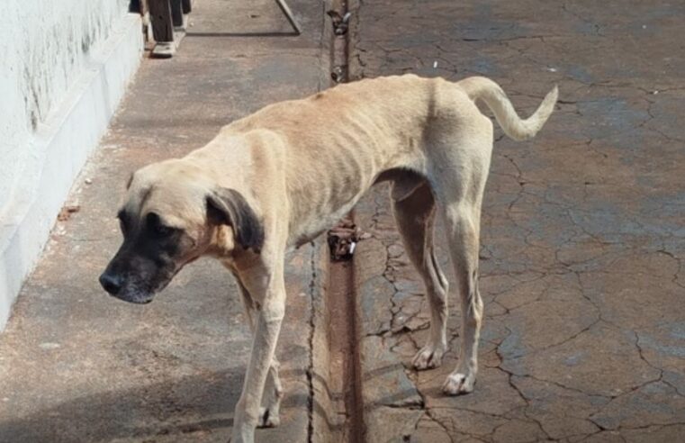 REGIÃO: HOMEM É PRESO PELA POLÍCIA AMBIENTAL POR MAUS TRATOS A ANIMAIS. UM DOS CÃES TEVE AS PATAS DECEPADAS