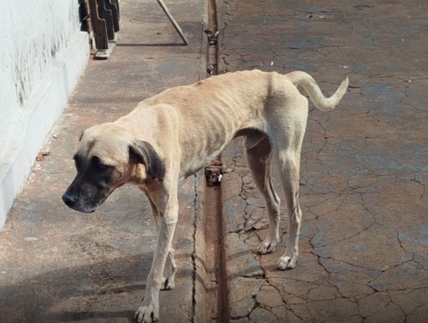 REGIÃO: HOMEM É PRESO PELA POLÍCIA AMBIENTAL POR MAUS TRATOS A ANIMAIS. UM DOS CÃES TEVE AS PATAS DECEPADAS