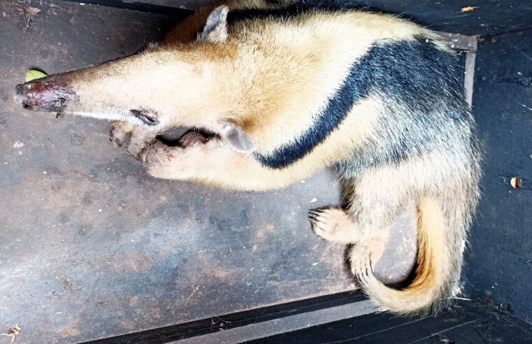 ZOOLÓGICO DE GUAÍRA ACOLHE TAMANDUÁ-MIRIM FERIDO EM INCÊNDIO EM BARRETOS