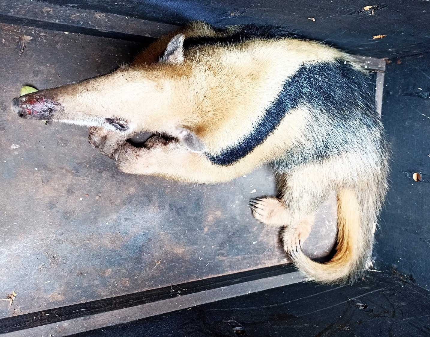 ZOOLÓGICO DE GUAÍRA ACOLHE TAMANDUÁ-MIRIM FERIDO EM INCÊNDIO EM BARRETOS